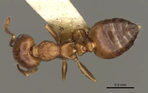 Crematogaster vermiculata specimen CASENT0105746 image casent0105746_1