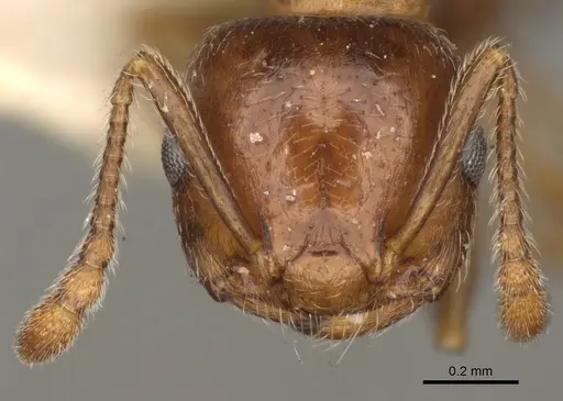 Crematogaster vermiculata specimen CASENT0105746 image casent0105746_2