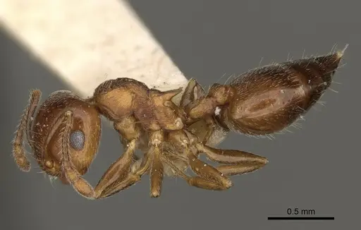 Crematogaster vermiculata specimen CASENT0105746 image casent0105746_3