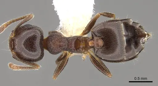 Crematogaster vermiculata specimen CASENT0914534 image casent0914534_1