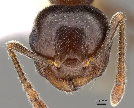 Crematogaster vermiculata specimen CASENT0914534 image casent0914534_2