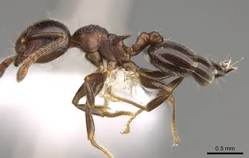 Crematogaster vermiculata specimen CASENT0914534 image casent0914534_3