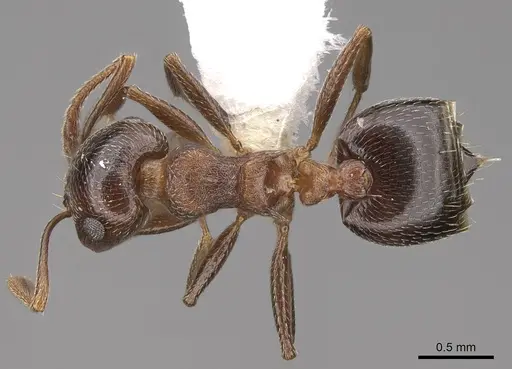 Crematogaster vermiculata specimen CASENT0922726 image casent0922726_1