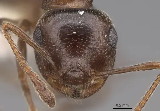 Crematogaster vermiculata specimen CASENT0922726 image casent0922726_2