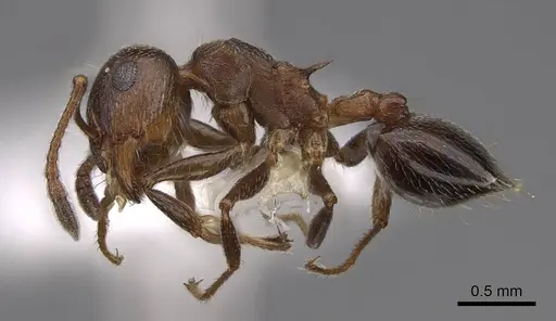 Crematogaster vermiculata specimen CASENT0922726 image casent0922726_3