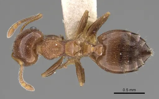 Crematogaster vermiculata specimen CASENT0923320 image casent0923320_1