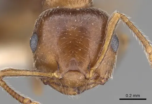 Crematogaster vermiculata specimen CASENT0923320 image casent0923320_2