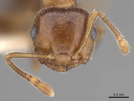 Crematogaster vermiculata specimen CASENT0923320 image casent0923320_3