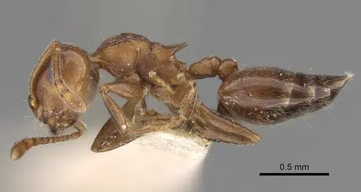 Crematogaster vermiculata specimen CASENT0923320 image casent0923320_4