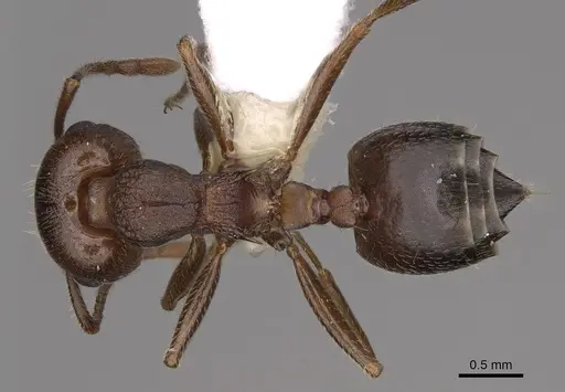 Crematogaster vetusta specimen CASENT0863254 image casent0863254_1