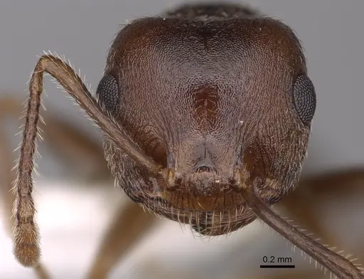 Crematogaster vetusta specimen CASENT0863254 image casent0863254_2