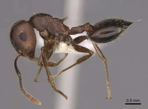 Crematogaster vetusta specimen CASENT0863254 image casent0863254_3