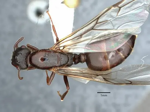 Crematogaster vetusta specimen CASENT0882153 image casent0882153_1