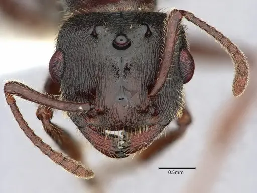 Crematogaster vetusta specimen CASENT0882153 image casent0882153_2
