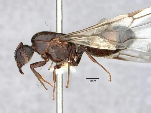 Crematogaster vetusta specimen CASENT0882153 image casent0882153_3
