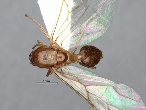 Crematogaster vetusta specimen CASENT4031434 image casent4031434_1