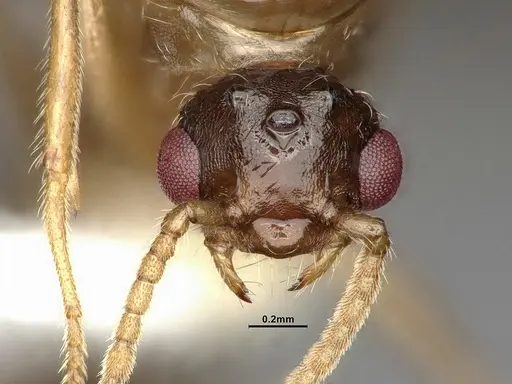 Crematogaster vetusta specimen CASENT4031434 image casent4031434_2