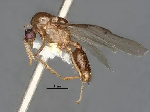 Crematogaster vetusta specimen CASENT4031434 image casent4031434_3