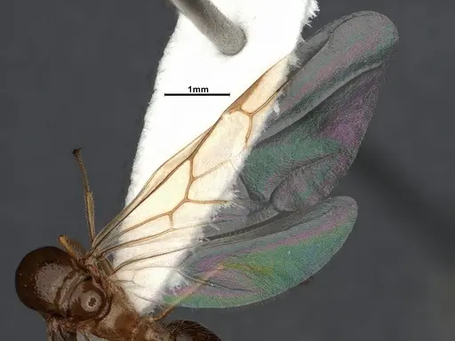 Crematogaster vetusta specimen CASENT4031434 image casent4031434_4