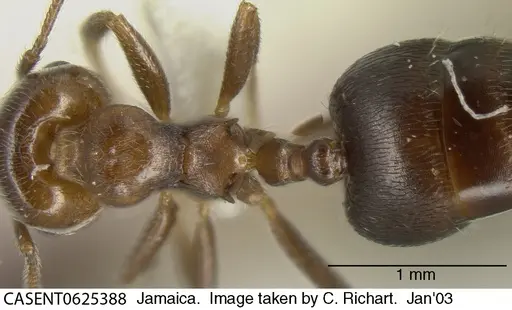 Crematogaster vicina specimen CASENT0625388 image casent0625388_1