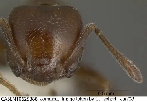 Crematogaster vicina specimen CASENT0625388 image casent0625388_2
