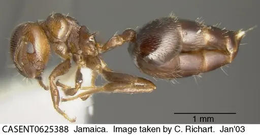 Crematogaster vicina specimen CASENT0625388 image casent0625388_3