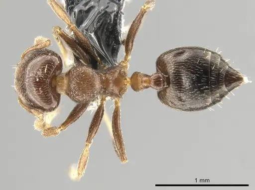 Crematogaster vicina specimen CASENT0649920 image casent0649920_1