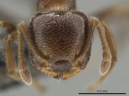 Crematogaster vicina specimen CASENT0649920 image casent0649920_2