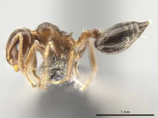 Crematogaster vicina specimen CASENT0649920 image casent0649920_3