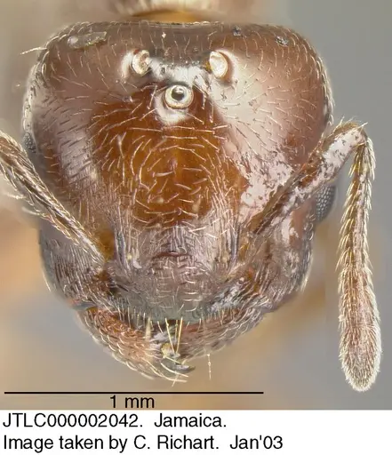 Crematogaster vicina specimen JTLC000002042 image jtlc000002042_1