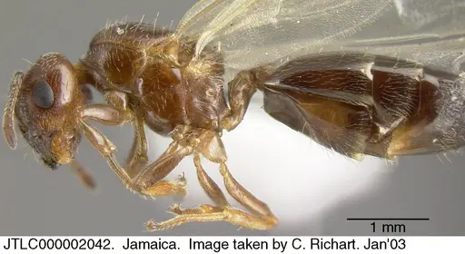 Crematogaster vicina specimen JTLC000002042 image jtlc000002042_2