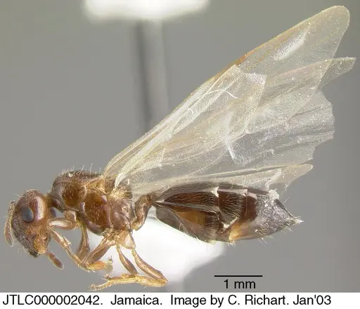 Crematogaster vicina specimen JTLC000002042 image jtlc000002042_3