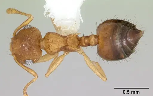 Crematogaster victima specimen CASENT0173952 image casent0173952_1