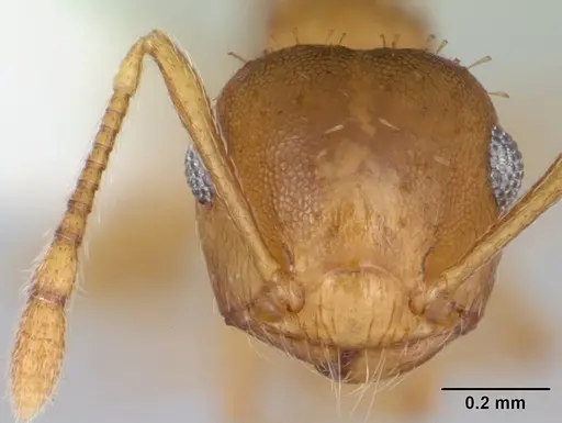 Crematogaster victima specimen CASENT0173952 image casent0173952_2