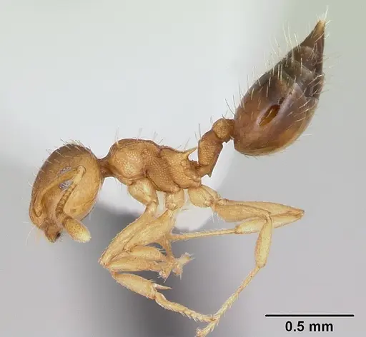 Crematogaster victima specimen CASENT0173952 image casent0173952_3