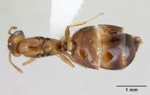 Crematogaster victima specimen CASENT0173953 image casent0173953_1