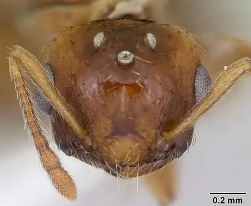 Crematogaster victima specimen CASENT0173953 image casent0173953_2