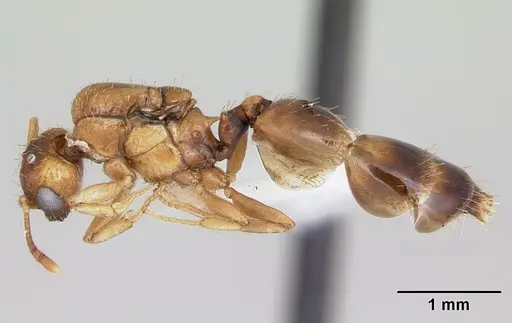 Crematogaster victima specimen CASENT0173953 image casent0173953_3