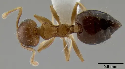 Crematogaster victima specimen CASENT0193878 image casent0193878_1