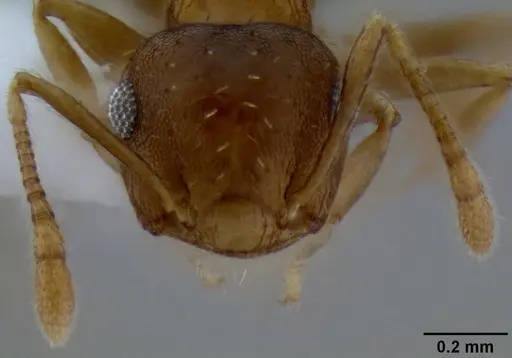 Crematogaster victima specimen CASENT0193878 image casent0193878_2