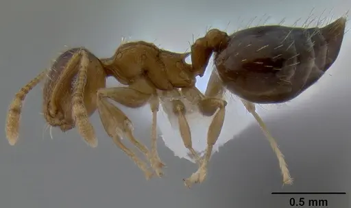 Crematogaster victima specimen CASENT0193878 image casent0193878_3