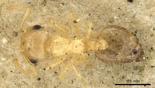 Crematogaster victima specimen CASENT0902162 image casent0902162_1