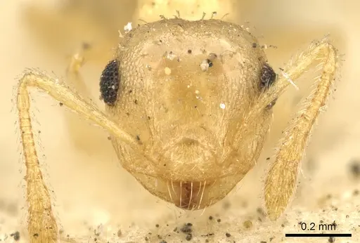 Crematogaster victima specimen CASENT0902162 image casent0902162_2