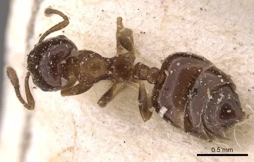 Crematogaster victima specimen CASENT0908429 image casent0908429_1