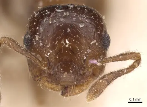 Crematogaster victima specimen CASENT0908429 image casent0908429_2