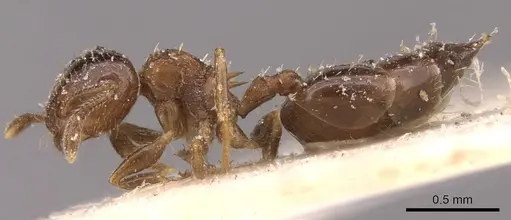 Crematogaster victima specimen CASENT0908429 image casent0908429_3