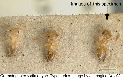 Crematogaster victima specimen JTL328116 image jtl328116_1