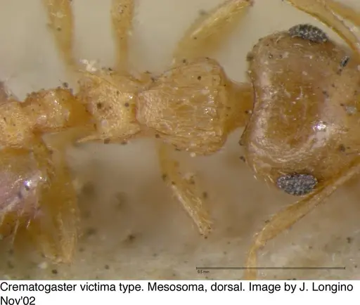 Crematogaster victima specimen JTL328116 image jtl328116_2