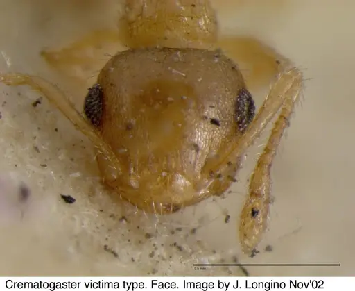 Crematogaster victima specimen JTL328116 image jtl328116_3