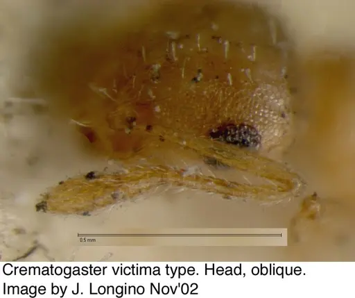 Crematogaster victima specimen JTL328116 image jtl328116_4